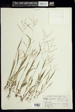 Digitaria paniculata image