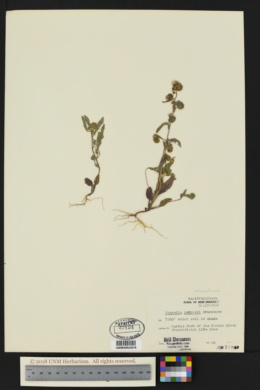 Image of Phacelia purpusii