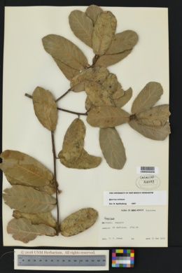 Image of Quercus aristata