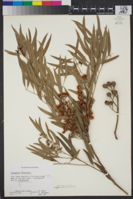 Image of Eucalyptus sideroxylon
