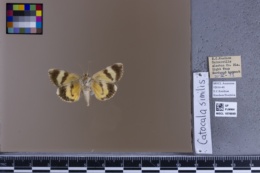 Catocala similis image