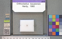Orthocladius kauaiensis image