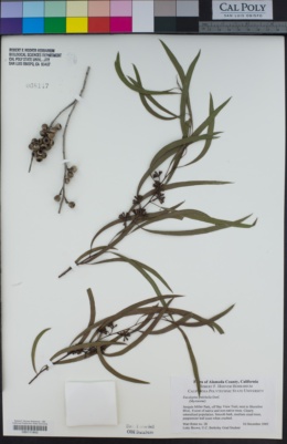 Eucalyptus pulchella image