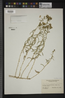 Chrysothamnus stylosus image