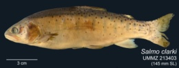 Oncorhynchus clarkii image