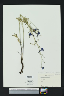 Delphinium nuttallianum var. nuttallianum image