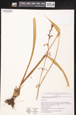 Polianthes geminiflora image
