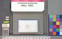 Liriomyza brassicae image