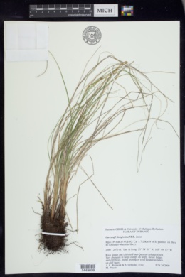Carex longissima image