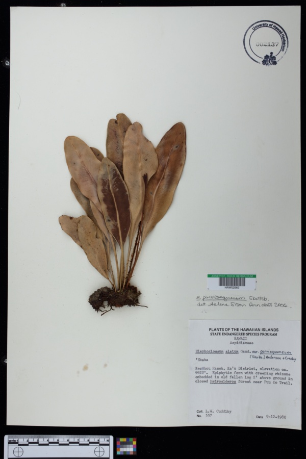 Elaphoglossum parvisquameum image
