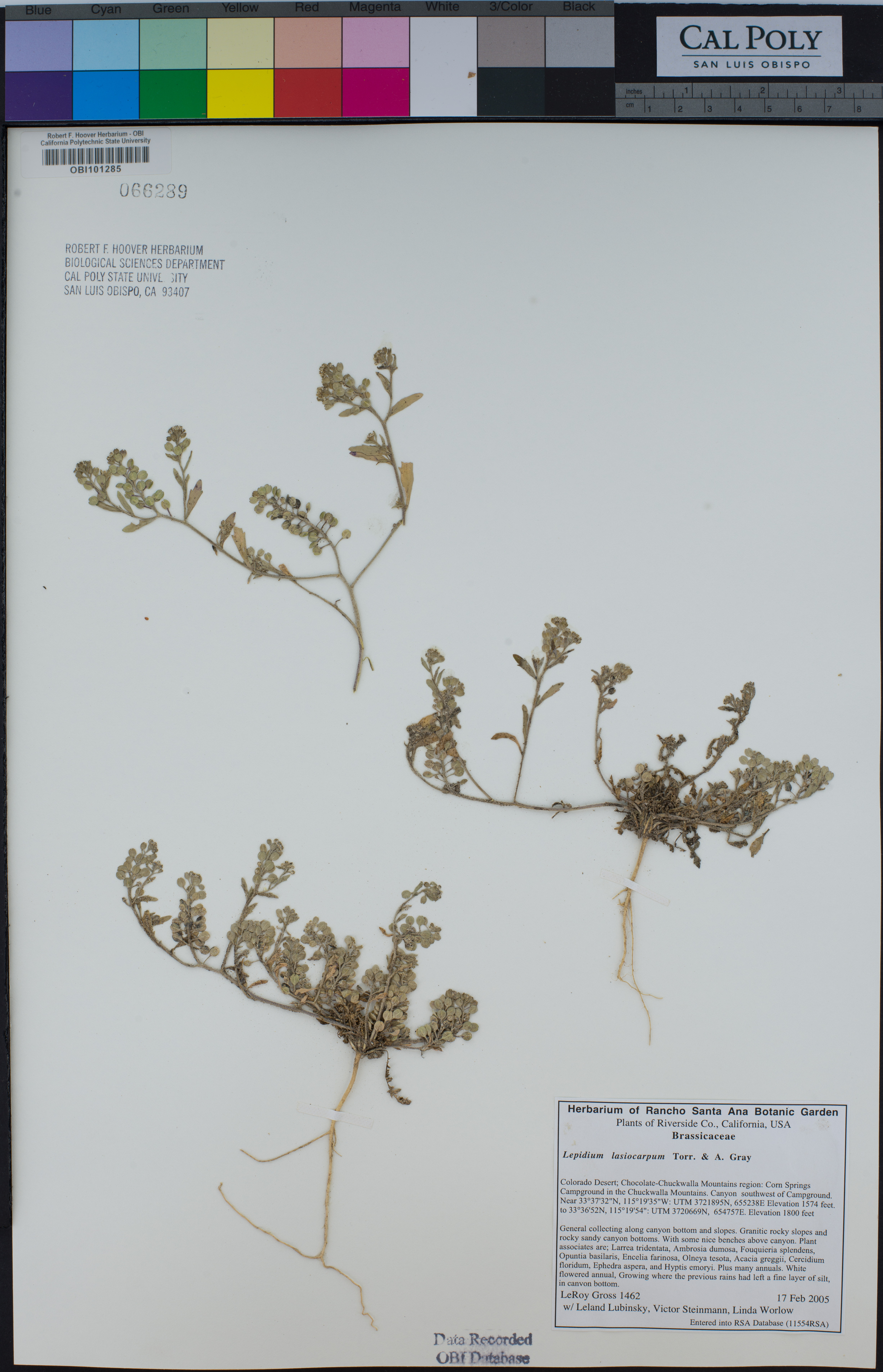 Image of Lepidium lasiocarpum