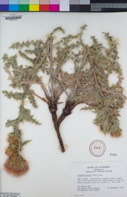Image of Cirsium arizonicum
