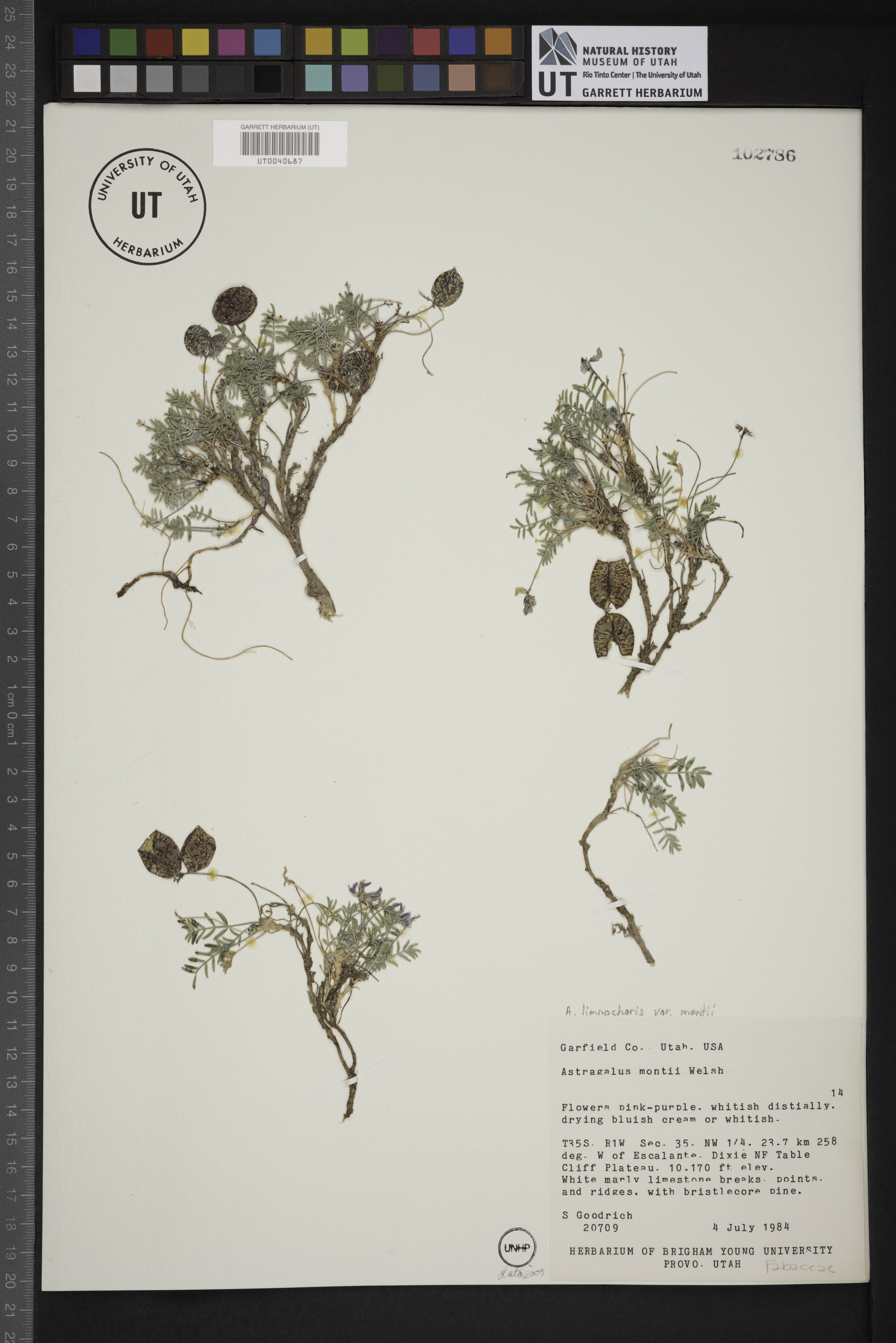 Astragalus limnocharis var. montii image