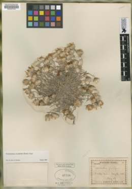 Townsendia florifer var. communis image