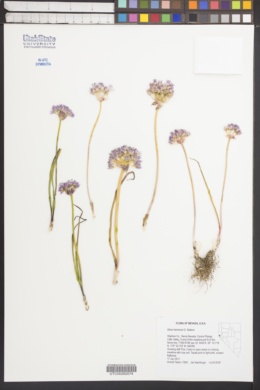 Allium lemmonii image