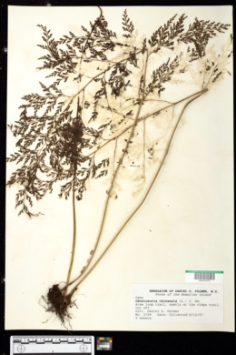 Odontosoria chinensis image