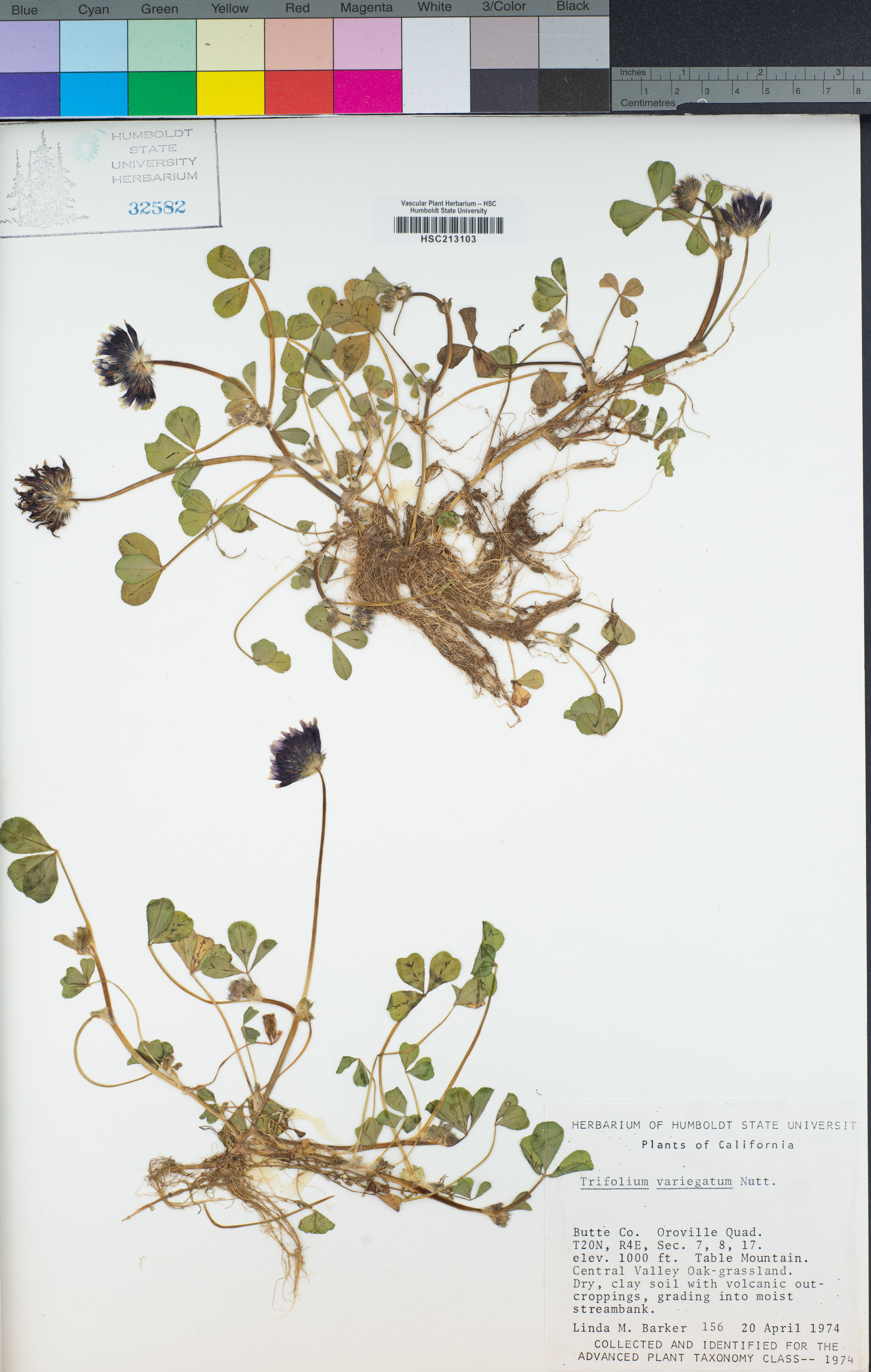 Trifolium variegatum var. variegatum image