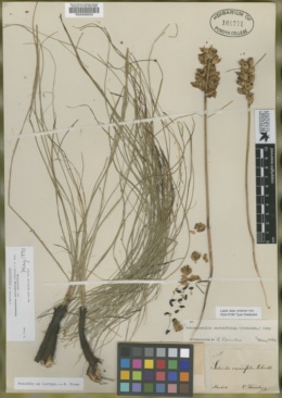 Image of Schoenocaulon caricifolium