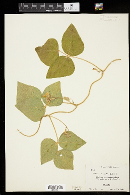 Image of Amphicarpaea comosa