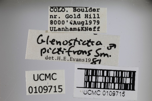 Glenostictia pictifrons image