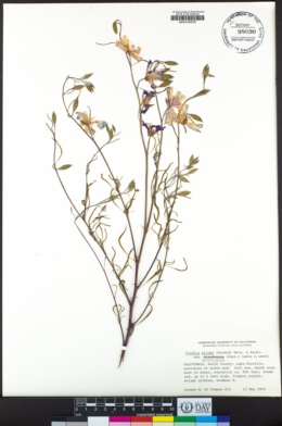 Clarkia biloba subsp. brandegeeae image