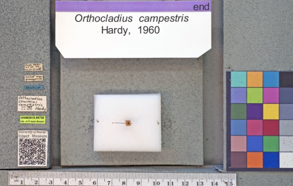 Orthocladius campestris image