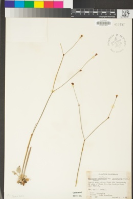 Eriogonum nudum var. pauciflorum image