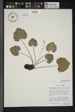 Heuchera parvifolia var. arizonica image