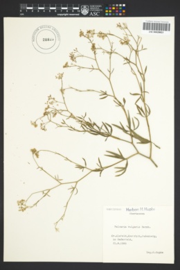 Image of Falcaria vulgaris