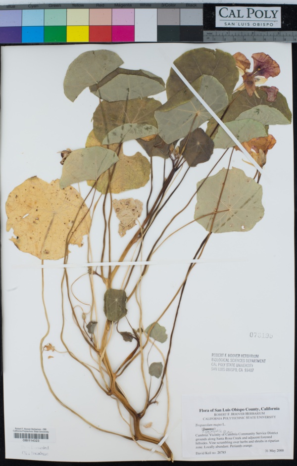 Tropaeolaceae image