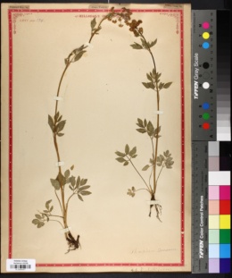 Thaspium trifoliatum var. aureum image