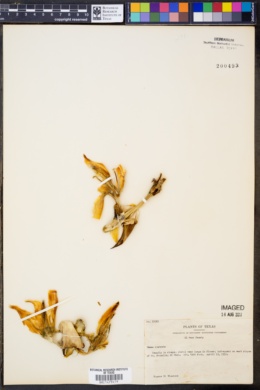 Image of Yucca rostrata