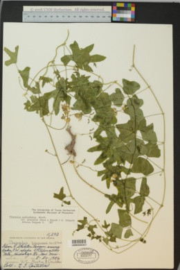 Phaseolus pedicellatus var. grayanus image