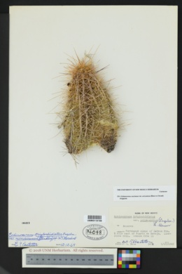 Echinocereus coccineus var. arizonicus image