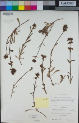 Penstemon procerus subsp. formosus image
