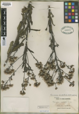Vernonanthura serratuloides image