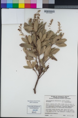 Comarostaphylis diversifolia image