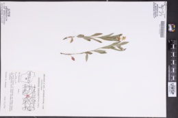 Lupinus hybridus image