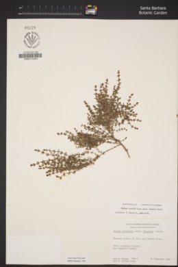 Galium nuttallii subsp. insulare image