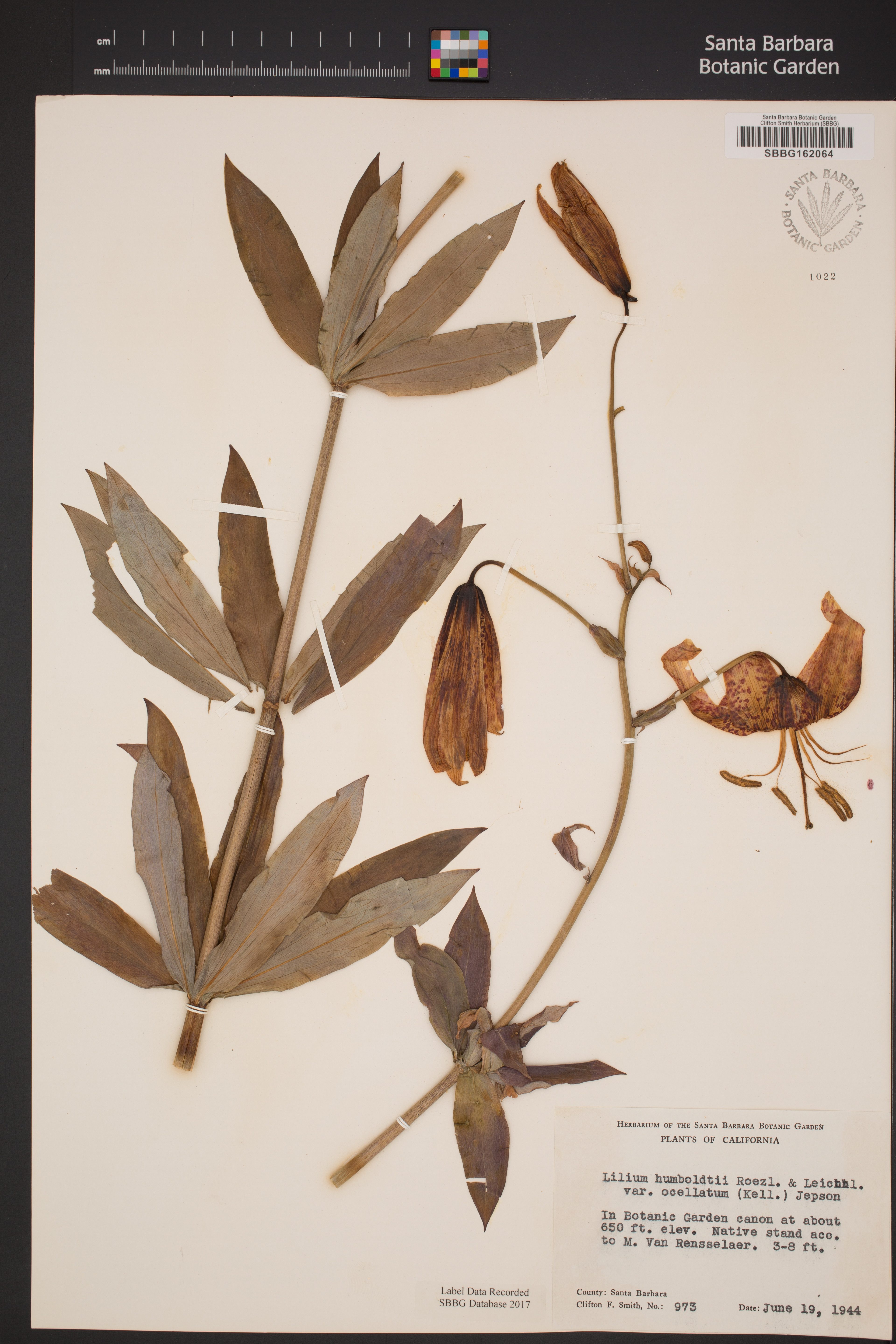 Lilium humboldtii subsp. ocellatum image