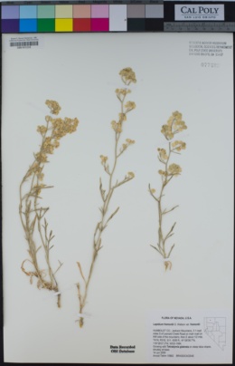 Image of Lepidium fremontii