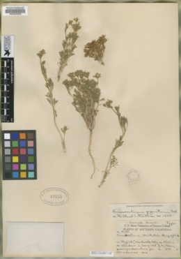 Image of Ammoselinum occidentale
