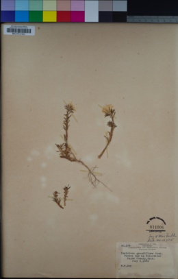 Portulaca grandiflora image