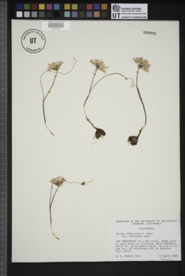 Allium fimbriatum var. mohavense image