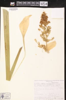 Nolina parviflora image