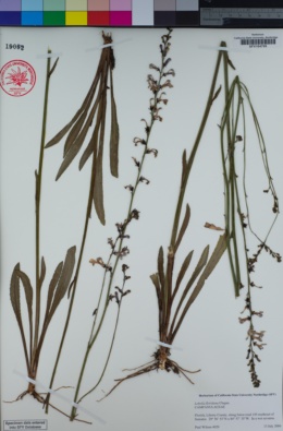 Image of Lobelia floridana