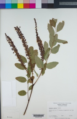 Image of Amorpha glabra