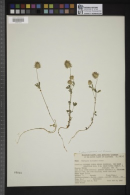 Trifolium albopurpureum var. olivaceum image