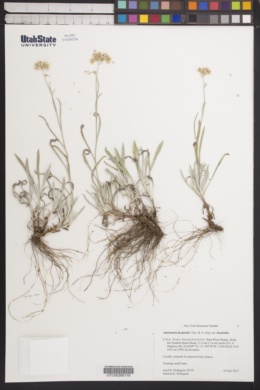Antennaria luzuloides subsp. luzuloides image