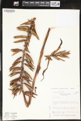 Image of Pitcairnia brongniartiana